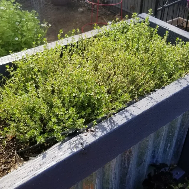 Thyme in raised planter. (Terry Pellegrini)