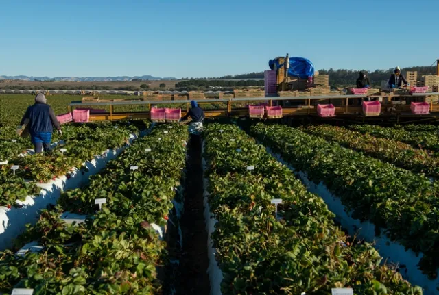 Agricultural employers are asked to share successful strategies and challenges for protecting workers from COVID-19. Photo by Hector Amezcua