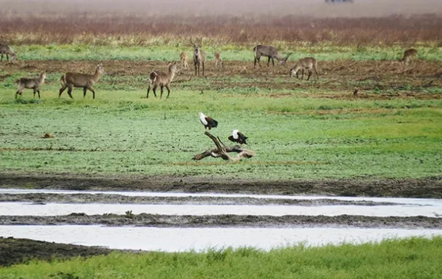 In Gorongosa National Park in Mozambique, biodiversity is less likely to find the same suitable climates in protected areas in the future as the climate changes. Photo by Paul Elsen
