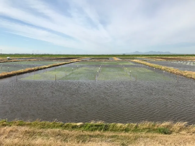 Cerano damage M206 vs M105