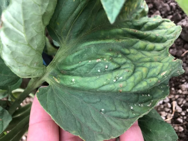 Thrips damage