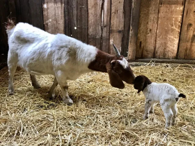 Families can visit goats, rabbits, chickens and miniature donkeys at Elkus Ranch.