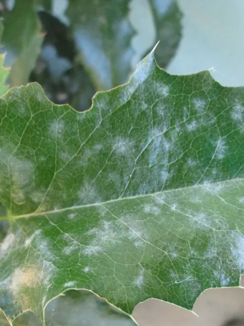 Early powdery mildew on Mahonia