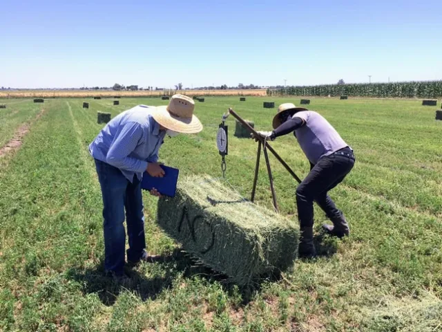 DREC staff, Juan Buenrostro (left) and Efrain Sambrano (right) measuring alfalfa yields.