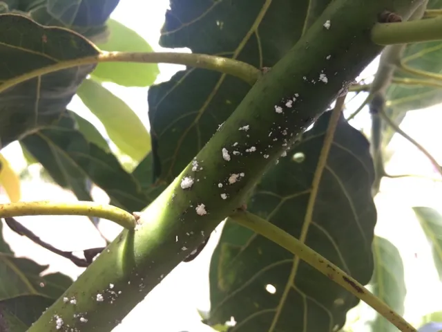 False Chinch Bug Branch Feeding