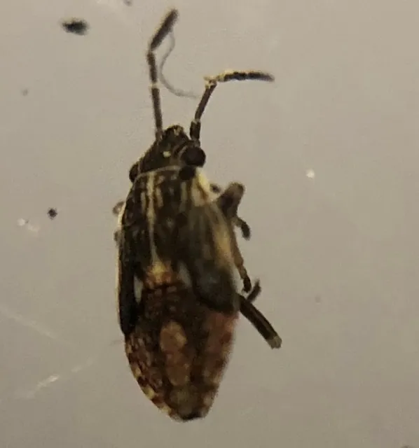 false chinch bug nymph