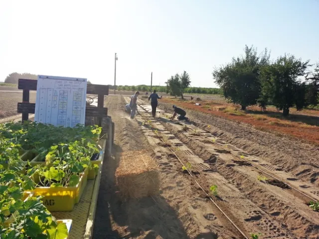 Staff at the UC Kearney Agricultural Research and Extension Center plant pumpkins in plots that will be managed virtually by teams of 4-H members.