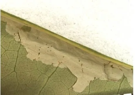 caloptilia miner damage2