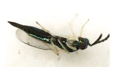 caloptilia parasite adult