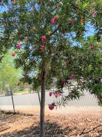 Chilopsis linearis ‘Bubba' (Desert Willow)