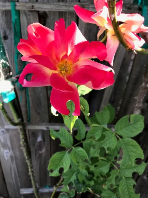 Petal damage. photos by Karen Metz