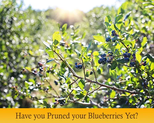 Featured-Stories-blueberries