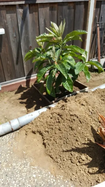 Loquat (photos by Tina Saravia)