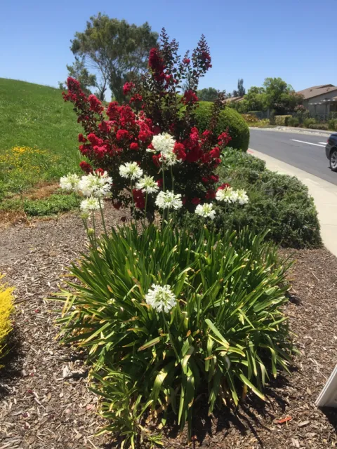 red and white fireworks