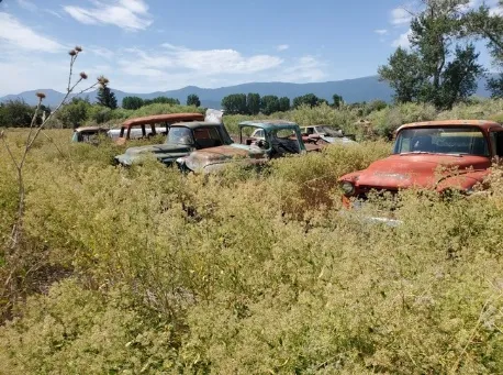 Dense stands of perennial pepperweed often overtake equipment, fences and low spots in the ground making herbicide treatment and clean-up treacherous.