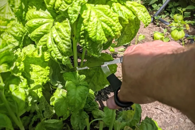 Harvesting basil with scissors