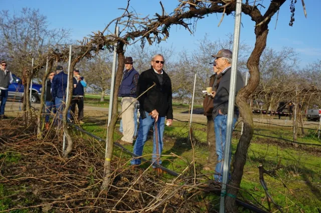 Growers observe the Sunpreme raisin vines after mechanical pruning