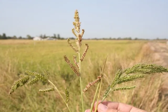 Figure 1. Watergrass panicles, from left to right: late watergrass, barnyardgrass, early watergrass. (Photo credit: Luis Espino, UCANR)