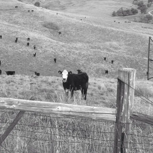 10408706 924363087576597 2852300917789176784 n