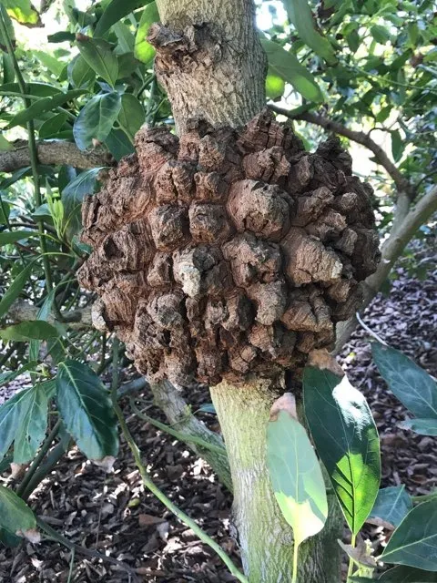 avocado woody growth on branch