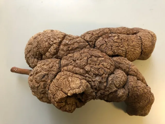 avocado sphaeropsis growth