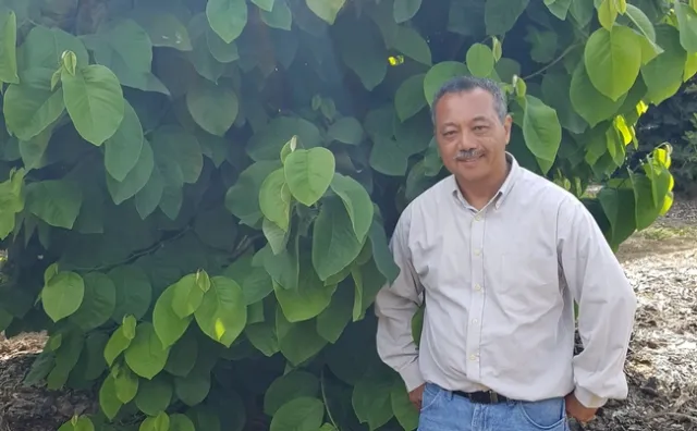 Ray Lucas stands beside a tall avocado tree.