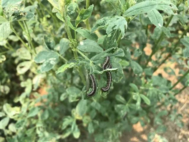 ArmywormDamageAlfalfa