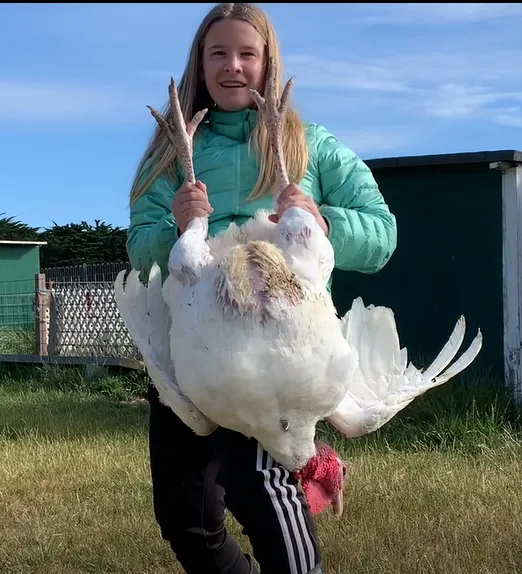 GrandChampion_MarketTurkey