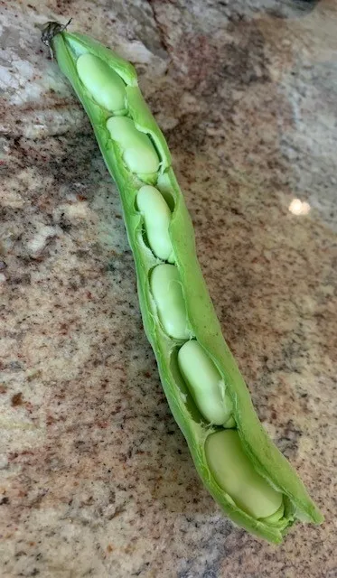 Open Bean Pod