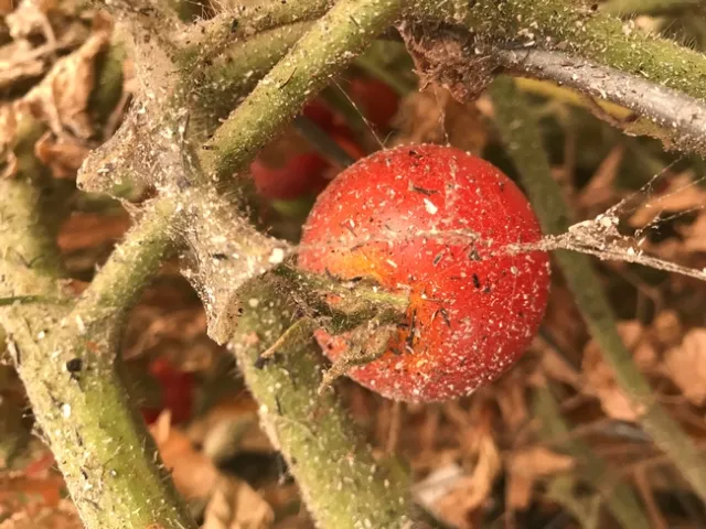 Ash sticking to tomato