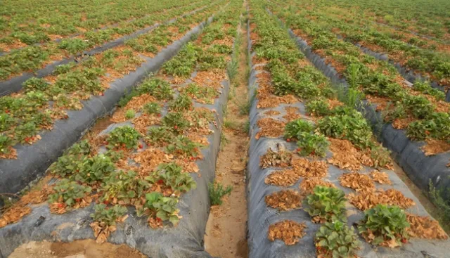 Charcoal rot symptoms can resemble other soilborne diseases so it is essential to identify the pathogen using molecular approaches. Photo by Joji Muramoto