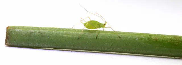 Aphid