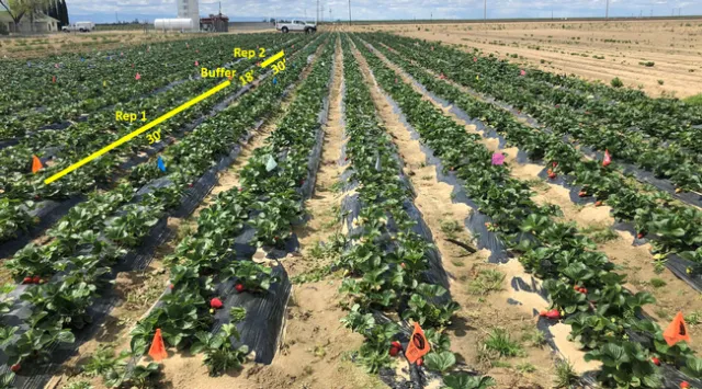 Biostimulant and nutrient supplement study