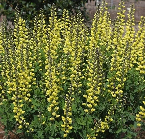 Baptisia Lemon Meringue