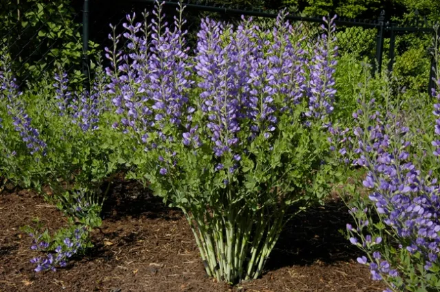 Baptisia australis var minor