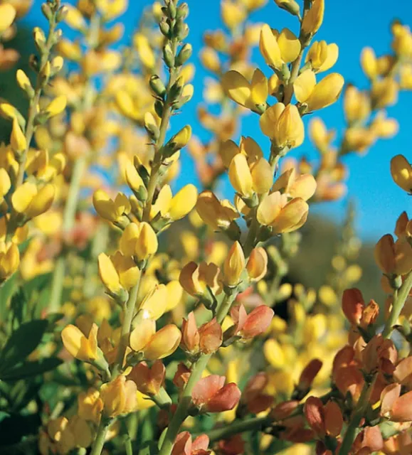 Baptisia hybrid Solar Flare