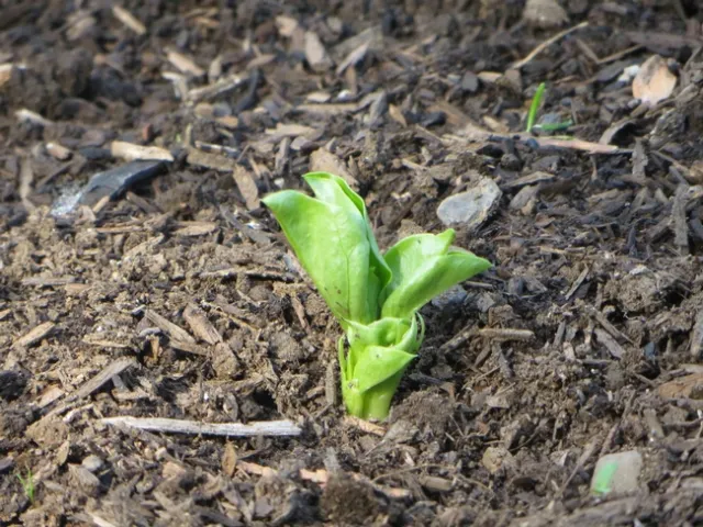 Fava bean start, J. Alosi