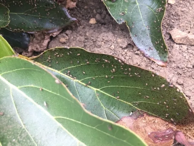 false chinch bug covering leaf