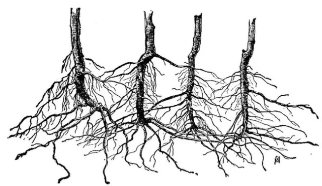 interconnected root system