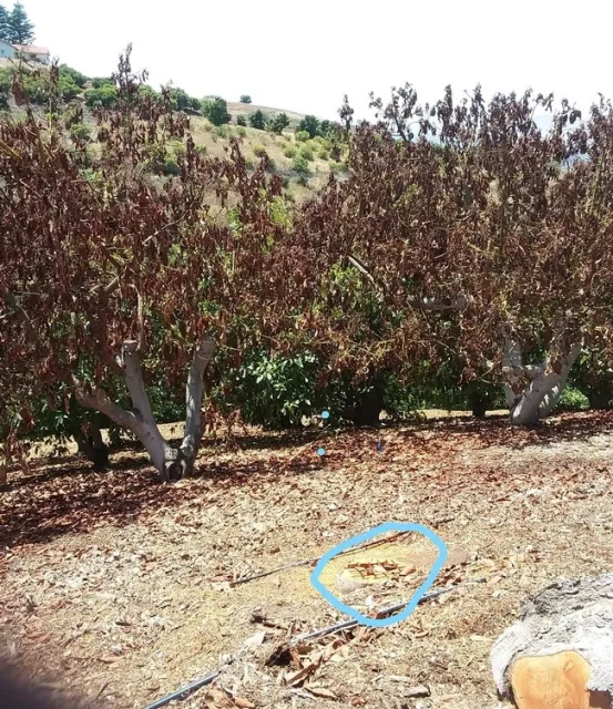 avocados dead from glyphosate