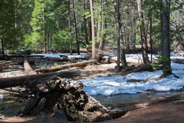 conifer forest Mike Poe
