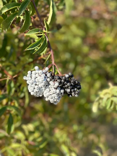 A cluster of elderberries ready for harvest