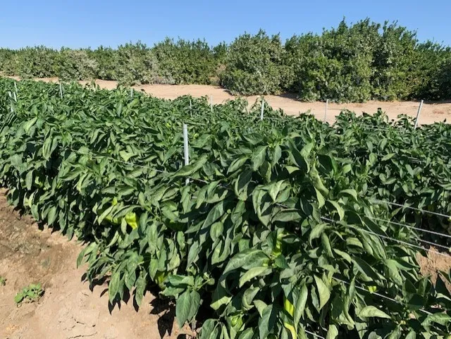 organic peppers