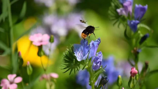 Photo: Piqsels