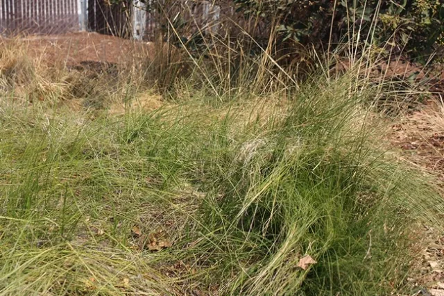 ornamental grass alex russell