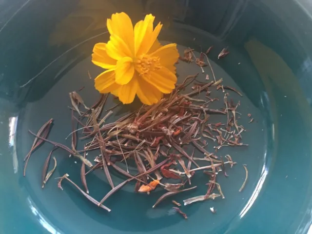 Cosmos 'Bright Lights'. photo by Kathy Klobas