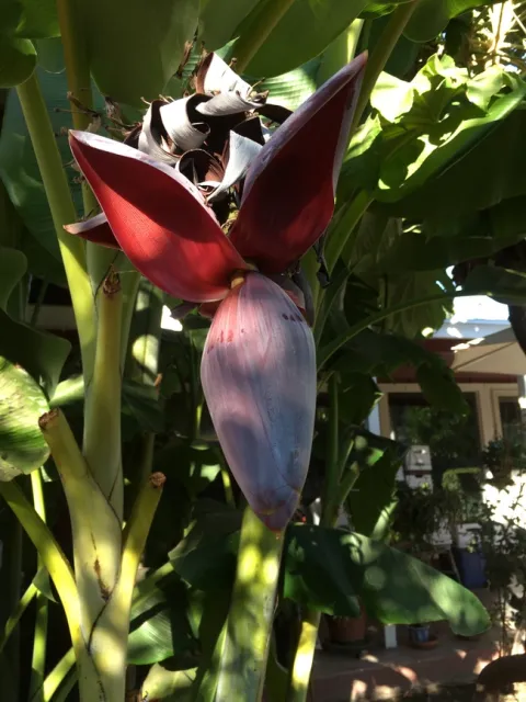 Banana flower. photo by Michelle Davis