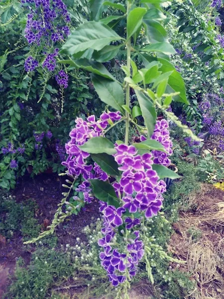 Duranta in Bloom