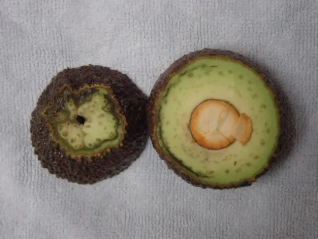 avocado vascular bundles frost
