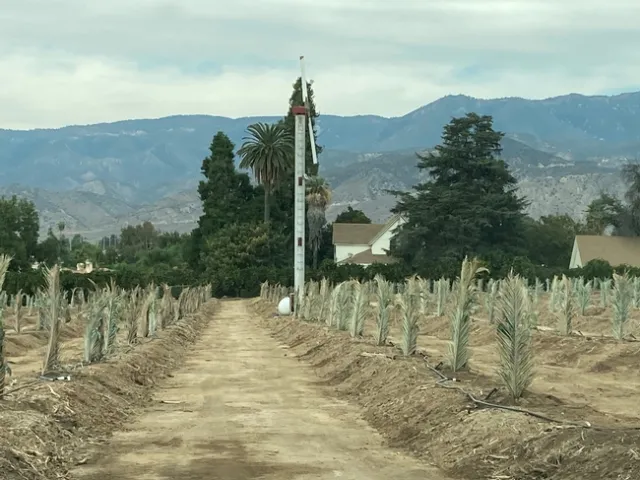 avocado sunburn frost palm fronds